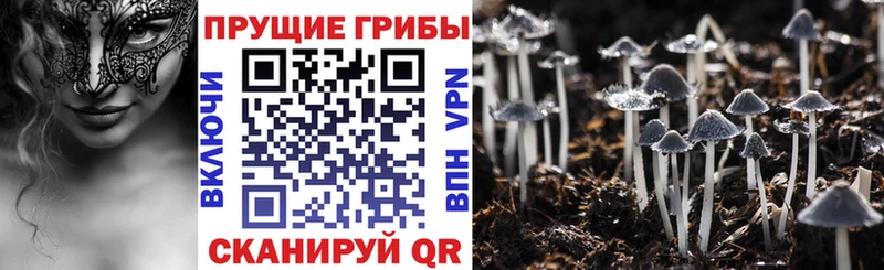 Псилоцибиновые грибы Psilocybine cubensis  Рудня 
